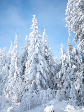 Beautiful winter forest in the snow on a sunny day. Winter . January