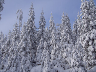 Beautiful winter forest in the snow on a sunny day. Winter . January