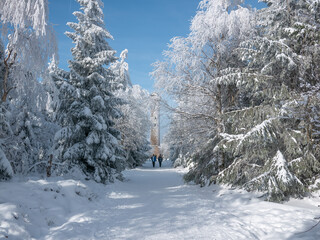 Beautiful winter forest in the snow on a sunny day. Winter . January