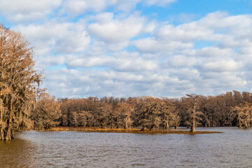 Beautiful cypress trees on Caddo Lake, Texas, on a winter morning
