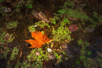 Red leaf on the water whit green leaves