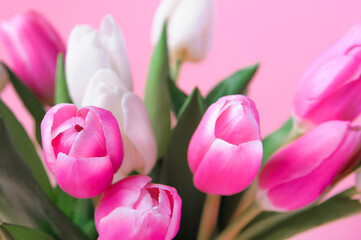 Happy Mother's Day, Women's Day greeting card. Pink and white tulips on pink background and copy space.