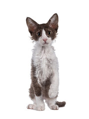 Cute brown with white LaPerm cat kitten, standing facing front with one paw playful in air. Looking straight to camera with orange eyes. Isolated cutout on transparent background.