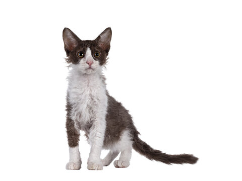 Cute brown with white LaPerm cat kitten, standing side ways. Looking up beside camera with orange eyes. Isolated cutout on transparent background.