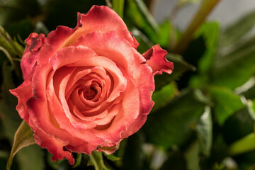 Rose bloom. Natural blooming flower blossom, isolated on the black background. Valentines day cards