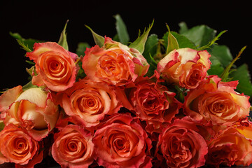 Rose bloom. Natural blooming flower blossom, isolated on the black background. Valentines day cards