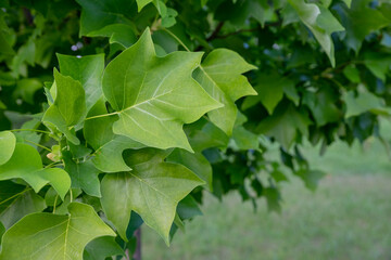 Green Lush Natural Background of Sycamore Leaves. Maple Leaves Frame Flat Lay. Beautiful Garden Foliage Texture or Leaf Pattern Top View