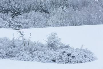 Fototapeta premium sunny, snowy winter day in the countryside