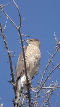 Vertical Video Cooper's Hawk Chirping Real Time