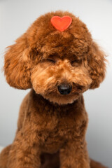 A small sleeping beautiful red poodle sits with a red heart on the head on a white background. Background for Valentine's day. Front view