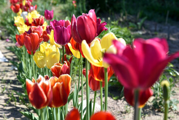 tulipany, grządka, ogród, kwiaty, żółte tulipany, deseń, czarujące kwiaty, delikatne, pachnące, zwiastujące wiosnę, ciepło, sad, wieś, rosnące, pan co tuli, kwiaty w słońcu, urok ogrodu,  - obrazy, fototapety, plakaty