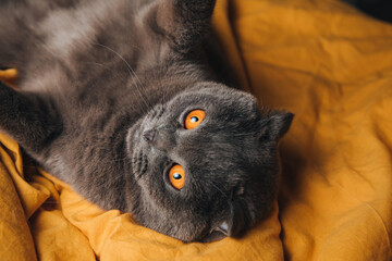 A Scottish Fold gray cat with orange eyes is lying on a the bad on yellow fabric, resting. Top view