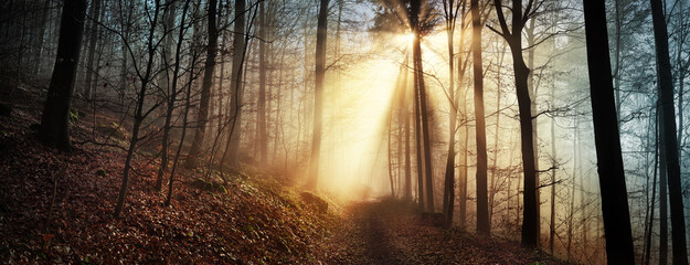 Beautiful sunbeams in a misty forest in winter illuminate a footpath leading into the panoramic scene