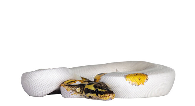 Young Piebald Ball Python aka Python Regius snake. Very high on white with button like yelow with black spots or dots. Isolated cutout on a transparent background.
