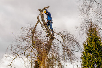 Arborist beskjærer gren trygt i sikring