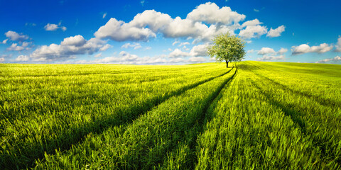 Lone tree on a beautiful vast sunlit meadow, with tracks as leading lines and fluffy clouds in the blue sky 