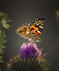 butterfly on flower