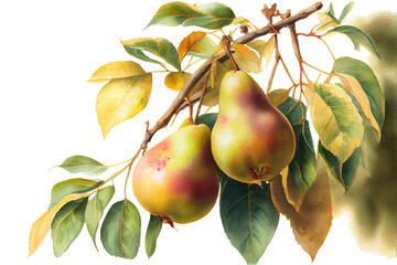 Ripe juicy pears on a branch, watercolor drawing on a white background. Generative AI.