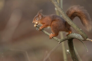 Naklejka na ściany i meble red Squirrel, sciurus vulgaris, on a tree branch with a nut, close up with a blurred background in a forest in winter in Scotland uk
