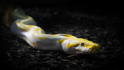 Albino python aka Malayopython reticulatus snake. Black background