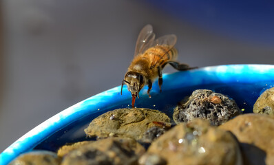 Honeybee drinking water from a waterbowl with stones in it
