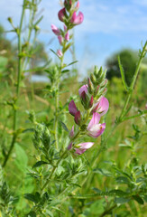 In nature, ononis spinosa grows among grasses