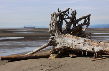 Driftwood tree trunk on the British Columbia beach