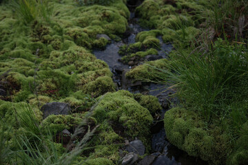 Naklejka premium Carpathian mountain river. Water flows over stones.