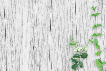 木目背景とグリーン