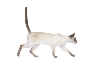 Young adult lilac Thai cat walking side ways, looking straight ahead away from camera. Isolated cutout on a transparent background.