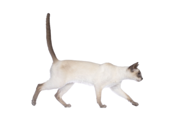 Young adult lilac Thai cat walking side ways, looking straight ahead away from camera. Isolated cutout on a transparent background.