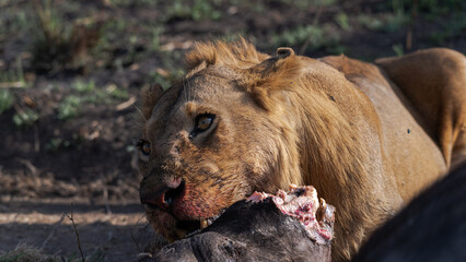 Close detail of lion eating and chewing after hunting a prey. Serengeti (Tanzania)