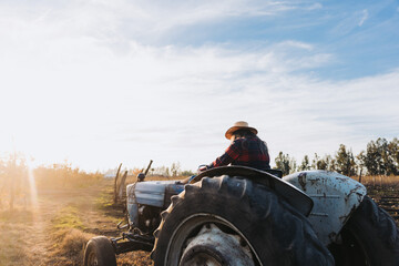 Obraz premium Rear view of a latin farmer woman driving an old tractor, in the middle of his farmland at sunset