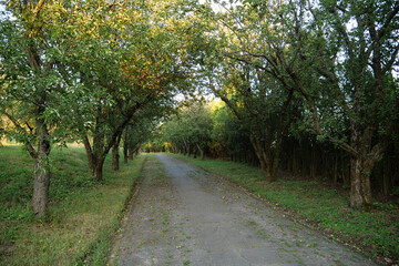 Apple trees in the orchard