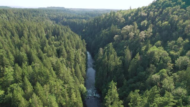 Green River Aerial View in Dense Evergreen Forest