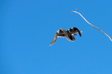 Australian Noisy Miner (Manorina melanocephala)