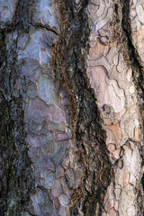 naturalna kora sosny jako tło do projektu © Henryk Niestrój