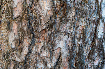 naturalna kora sosny jako tło do projektu © Henryk Niestrój