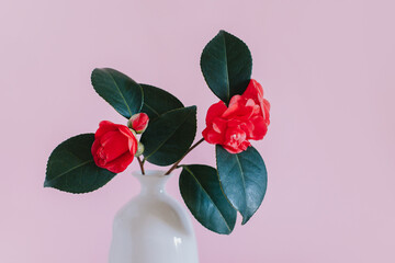 Beautiful pink Camellia flowers in a vase on a pink pastel background.
