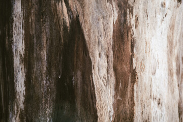 Fototapeta premium tło drewno naturalne w kolorze brązowym ze słojami