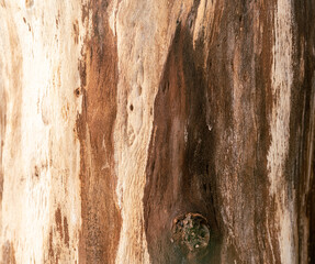 Obraz premium tło drewno naturalne w kolorze brązowym ze słojami
