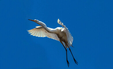 Egret (Ardea alba)
