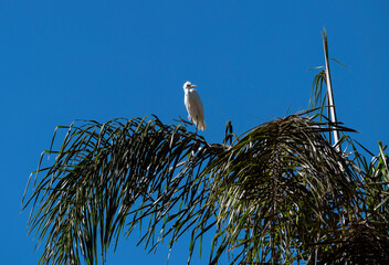 Egret (Ardea alba)