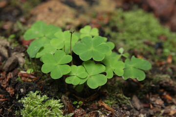 Clover, moss, fern, green leaves in the Carpathian forest.