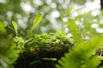 Clover, moss, fern, green leaves in the Carpathian forest.