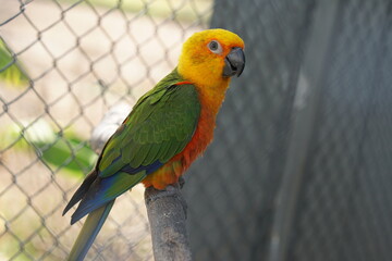 Colorful parrot caged in a cage