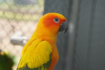Colorful parrot caged in a cage