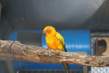 Colorful parrot caged in a cage