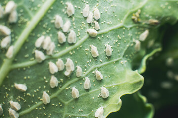 Whitefly Aleyrodes proletella agricultural pest on cabbage leaf