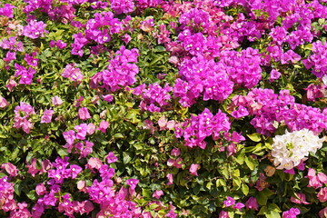 pink and white bougainvillea background